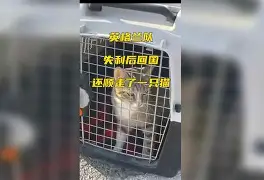 淘汰赛巅峰对决！嵩山烈马队失利塞北风暴队，举重赛场再起波澜；争冠格局再洗牌的简单介绍